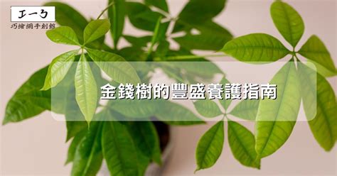 金錢樹開花意義|金錢樹的豐盛養護指南：吸引財富與繁榮 